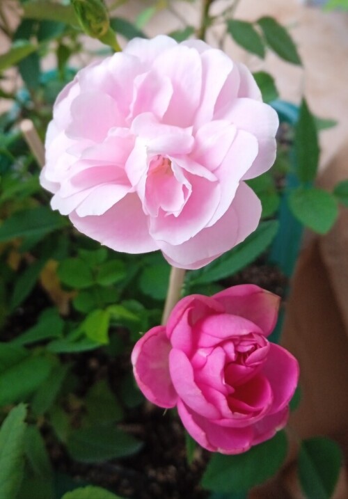 Rose-22040058d56076081.jpg