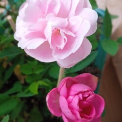 Rose-22040058d56076081