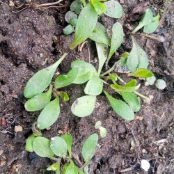 phlox-seedling-3-may6bc95c204b73ee6d