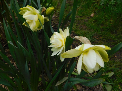 DSCN4298