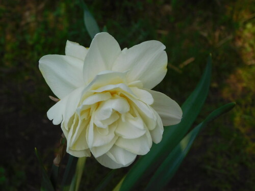 DSCN8197