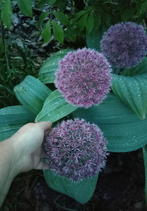photo 2025 05 14 14 54 06