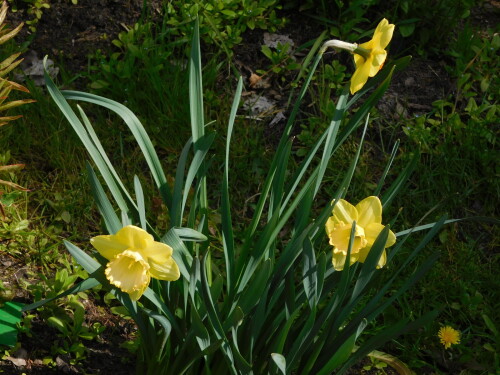 DSCN4367