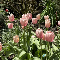 IMG_8354c67d2c25770bb484