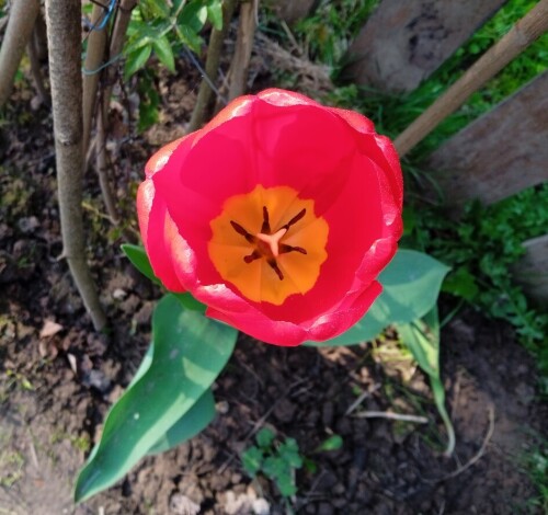 tulips-oxford-16-m3b12a9b5eb6d4fb4.jpg