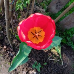 tulips-oxford-16-m3b12a9b5eb6d4fb4