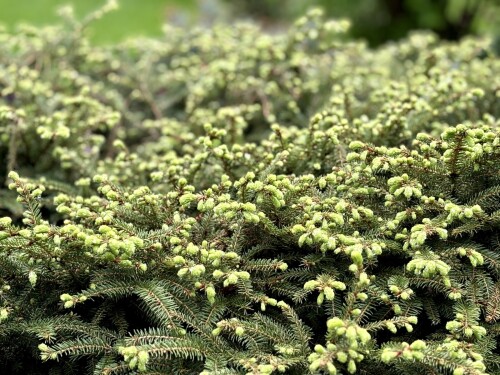 Picea abies Nidiformis