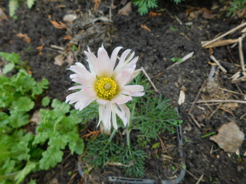 DSCN8967