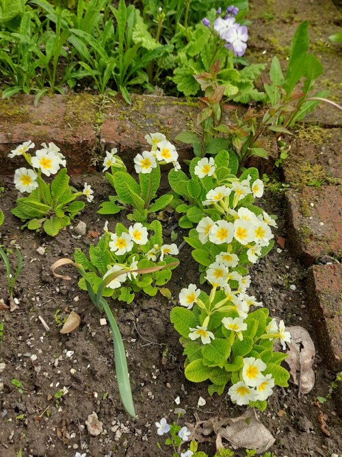 PRIMULA-BELAY-NA-NOZKE-VSE-KUSTIKI21f173aa08124ebc.jpg