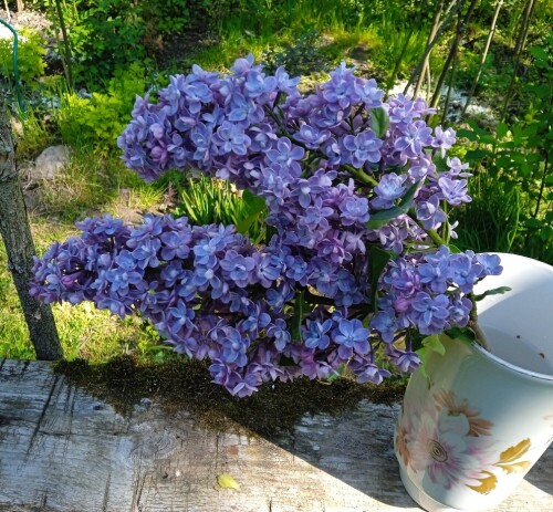 Blue-seedling-202567a38cc3f9df1a98.jpg