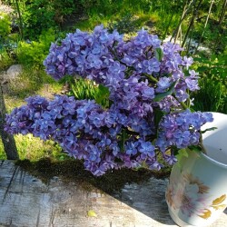 Blue-seedling-202567a38cc3f9df1a98