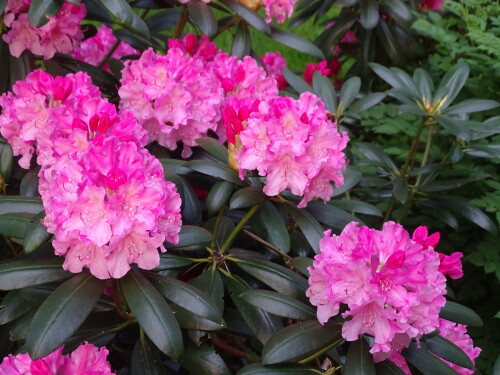 DSC094844f756452b67f8ded.jpg