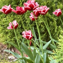 IMG_852447d52ee880a50013