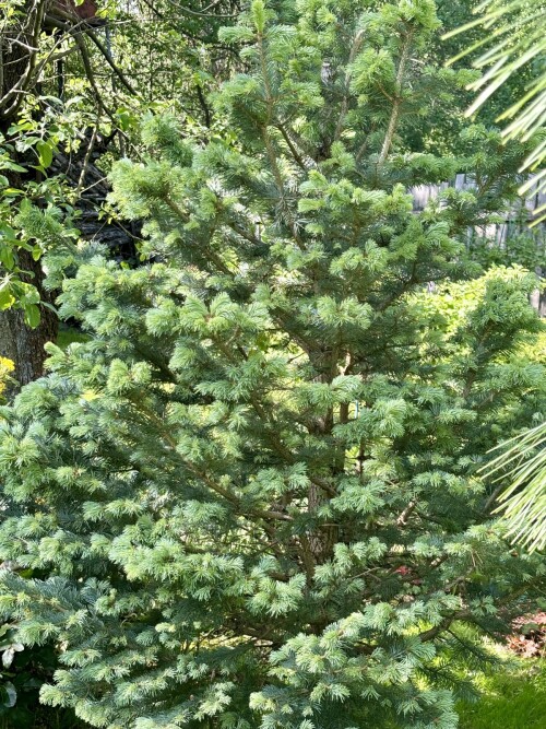 Abies lasiocarpa