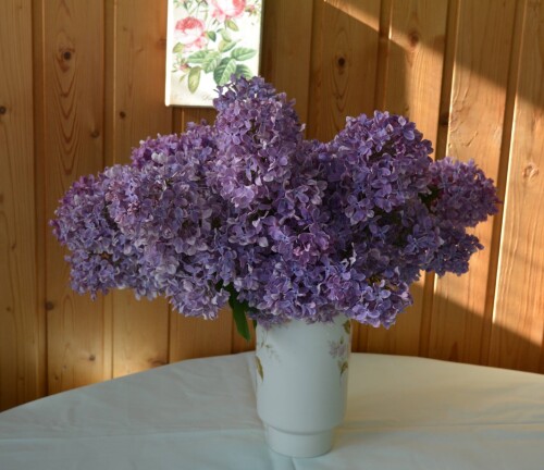 lilac-syringad04d50df4fba4876.jpg
