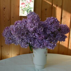 lilac-syringad04d50df4fba4876