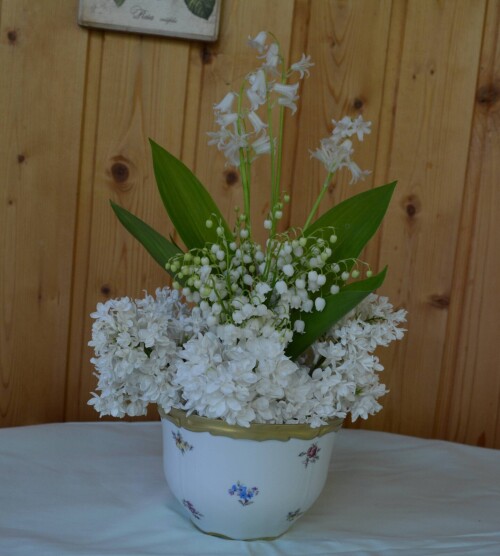 lily8afdb5ee76d15df1.jpg