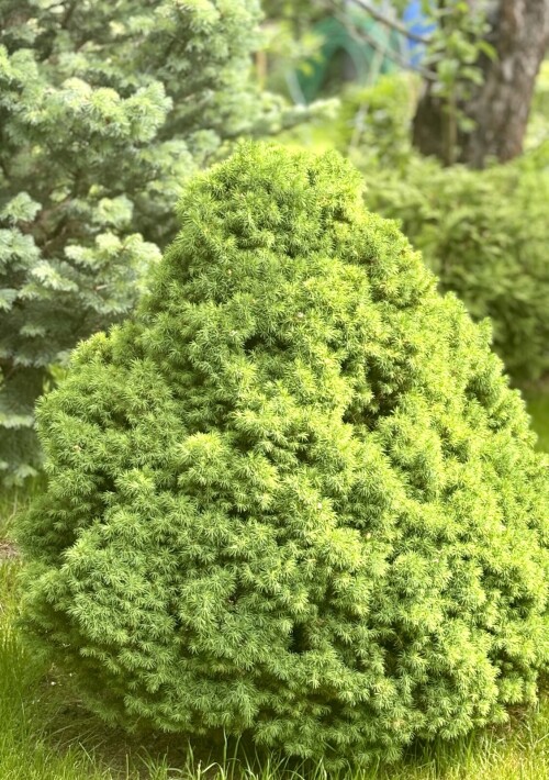 Picea glauca Alberta Globe