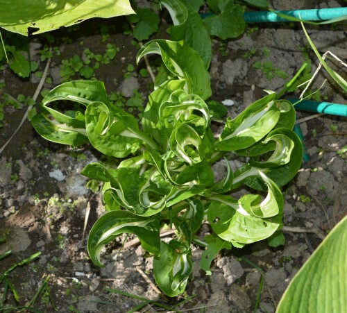 Twisted-Spearmint-1368f173031bd357b.jpg