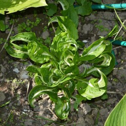 Twisted-Spearmint-1368f173031bd357b