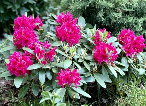 Rhododendron Neon Kiss 2025