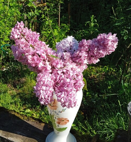 blush vehov 1 jun