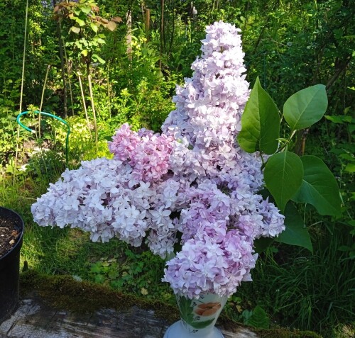 lilac-2-Jun-2570173501ce234b48.jpg