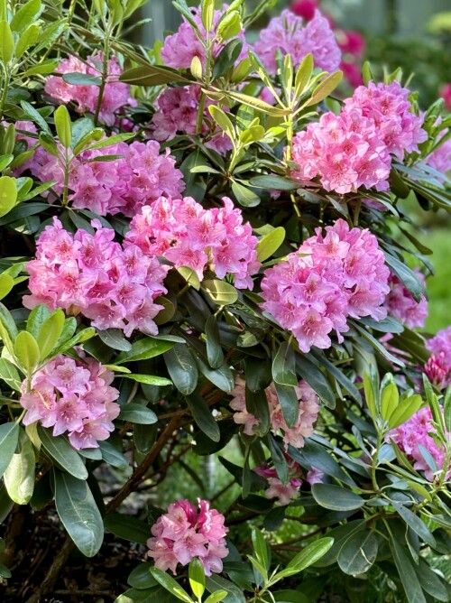 Rhododendron Helsinki University 2025