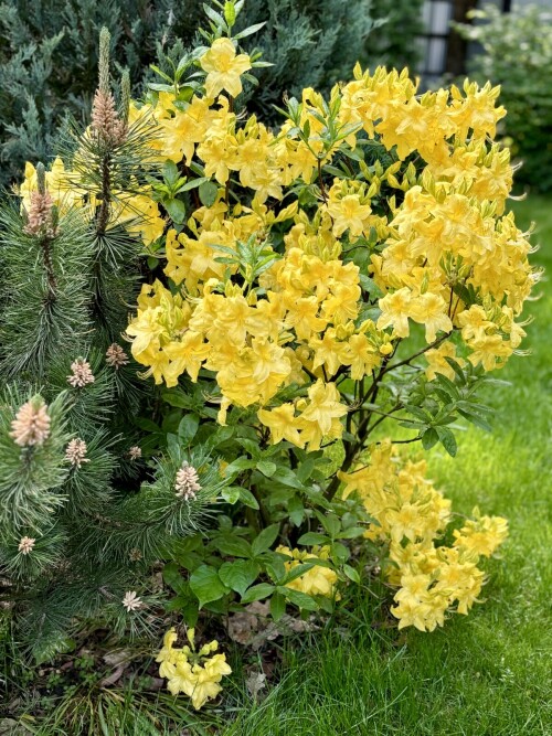 Rhododendron Anneke 2025