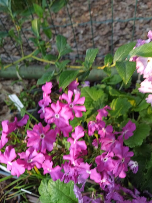 IMG 20250605 052831 794