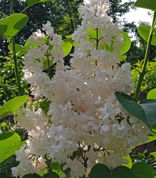 beauty 5 jun