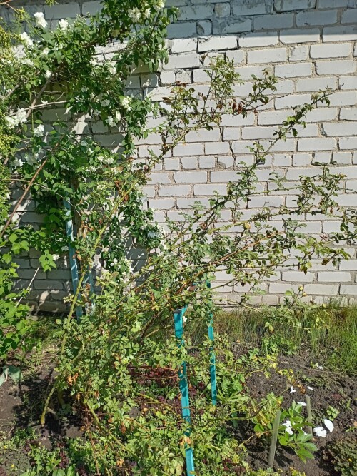 роза больная