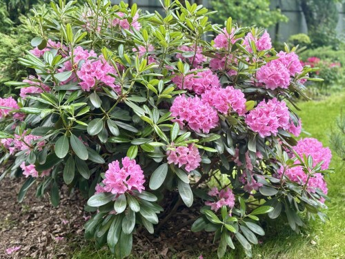 Rhododendron Helsinki University 2025