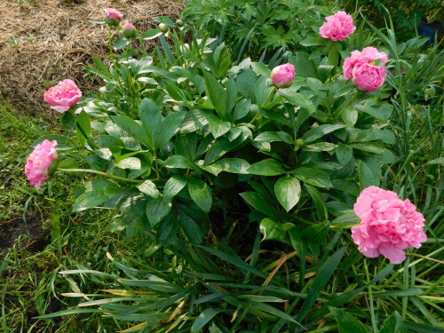 DSCN9928