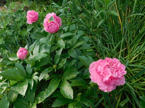 DSCN9930
