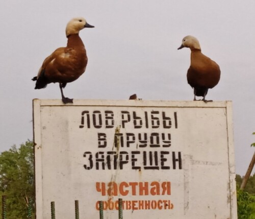 birds-11-jun3754691c38fdf0fc.jpg