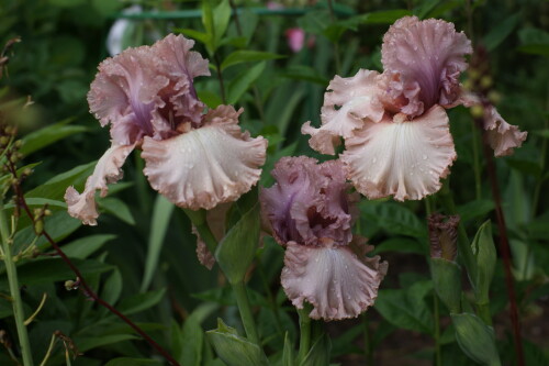 SONY DSC