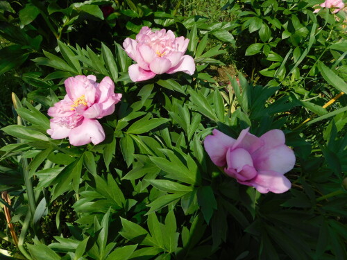 DSCN0243