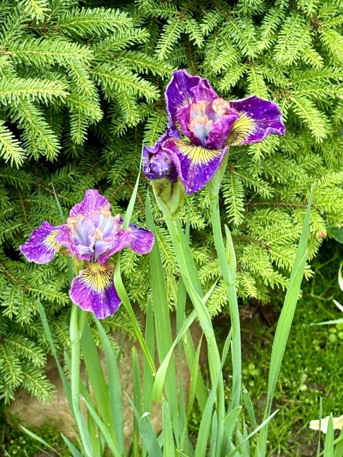 Iris sibirica Charming Billy