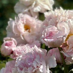 IMG_95203297871cc9a6bb67