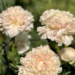 IMG_9523601b56d5ab68ae2e