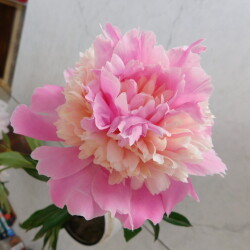 DSCN054659c83319ea26c9cc