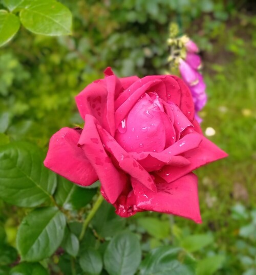 Red-Queen-1-7f5ae788d54253947.jpg