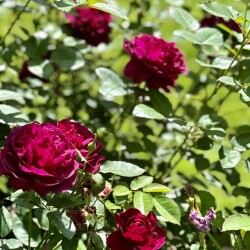 IMG_9743f7414de93728c425