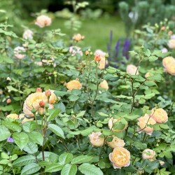 IMG_98301b33efdadf95390c