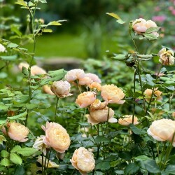 IMG_9837cd69737bc7b21237