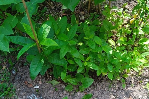 phlox seedling 14 7