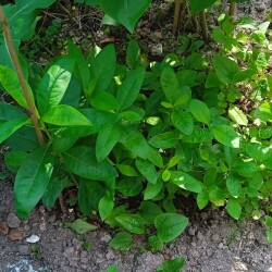 phlox-seedling-14-72696ec267b3e239c