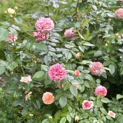 IMG_990460c3721537820113