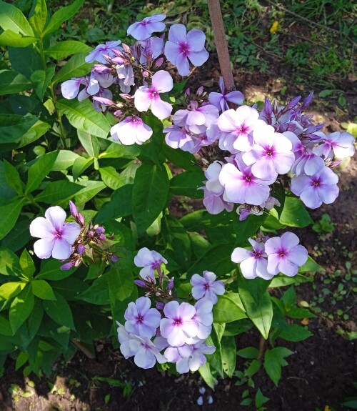 swizzle-blue-18-77686f7143e7b3058.jpg